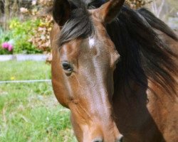 broodmare Madira ShA (Shagya Arabian,  , from Omar-Shah)