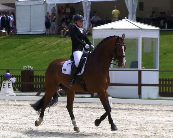 dressage horse Higgins 57 (Hanoverian, 2005, from His Highness)