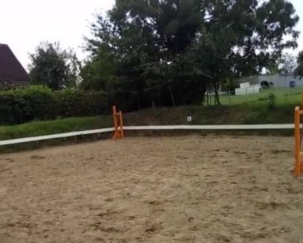 Video of Chakira
