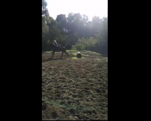 Video of Chakira