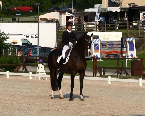 dressage horse Vanqueur (Royal Warmblood Studbook of the Netherlands (KWPN), 2002, from Negro)