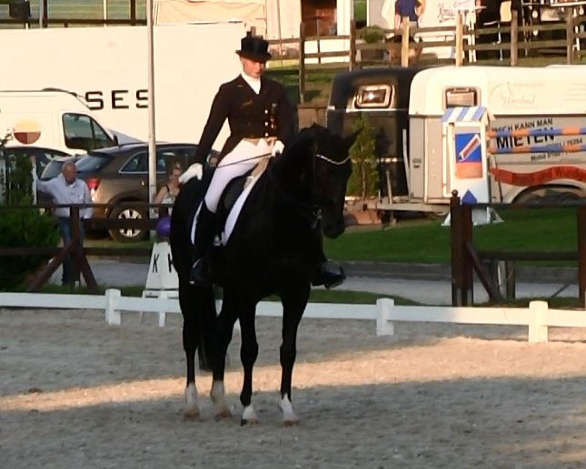 dressage horse Don Darwin (Oldenburg, 2003, from Don Schufro)