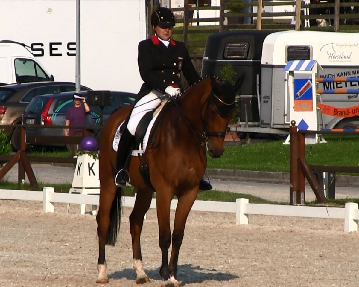 Dressurpferd Urban Legend 3 (KWPN (Niederländisches Warmblut), 2001, von Inspekteur)