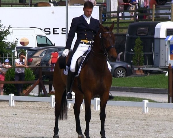 dressage horse Flavio (Hanoverian, 2003, from Florestan I)