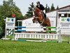 jumper Calambo (Oldenburg show jumper, 2008, from Chacco-Blue)