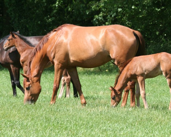 broodmare Pokerface (German Sport Horse, 2010, from Syriano)