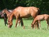 broodmare Pokerface (German Sport Horse, 2010, from Syriano)