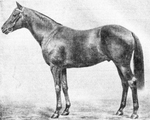 stallion Cyclonic xx (Thoroughbred, 1925, from Hurry On xx)