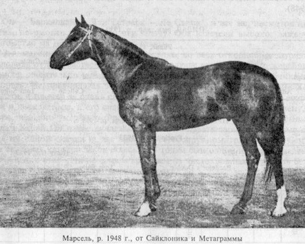 stallion Marcel xx (Thoroughbred, 1948, from Cyclonic xx)