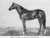 stallion Marcel xx (Thoroughbred, 1948, from Cyclonic xx)