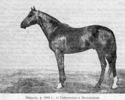 stallion Marcel xx (Thoroughbred, 1948, from Cyclonic xx)