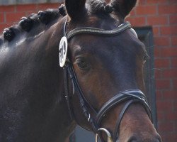 dressage horse Friend of mine 3 (Rhinelander, 2010, from Fürstenball)