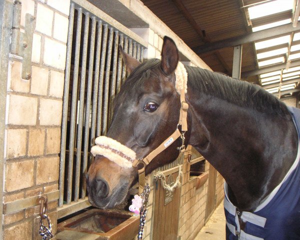 dressage horse Solitaire 24 (Hanoverian, 1993, from Skorpio)