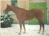stallion Alabardos (Oldenburg, 1993, from Alabaster)