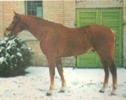 stallion Alabardos (Oldenburg, 1993, from Alabaster)