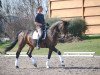 dressage horse Casino Royale 9 (Holsteiner, 2003, from Ciacomo)