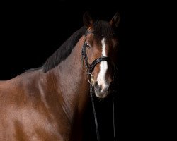 dressage horse Bailador 29 (German Riding Pony, 2004, from Benetton S)