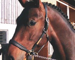 dressage horse Romero 101 (Westfale, 2002, from Romantik-Boy)