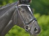 dressage horse Dark Lady 53 (Hanoverian, 2007, from Don Frederico)