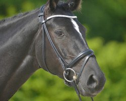 dressage horse Dark Lady 53 (Hanoverian, 2007, from Don Frederico)