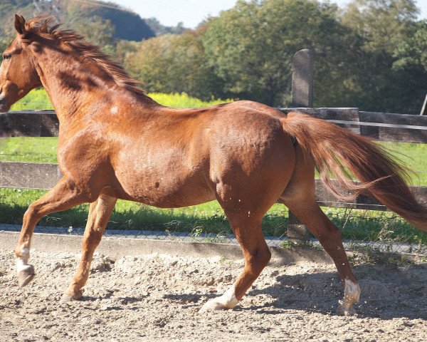 Pferd Atol K (Polnisches Warmblut, 2004, von Floren)