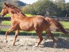 Pferd Atol K (Polnisches Warmblut, 2004, von Floren)