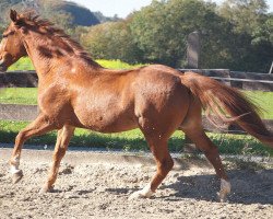 Pferd Atol K (Polnisches Warmblut, 2004, von Floren)