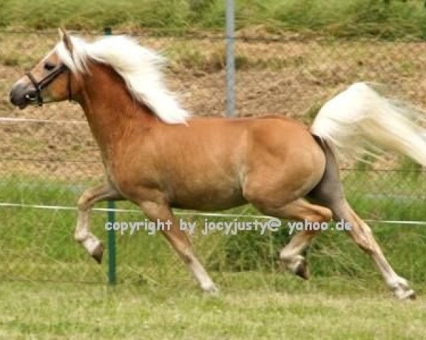 stallion Sammi Boy (5,47% ox) (Edelbluthaflinger, 2011, from Sammi (6,25% ox))