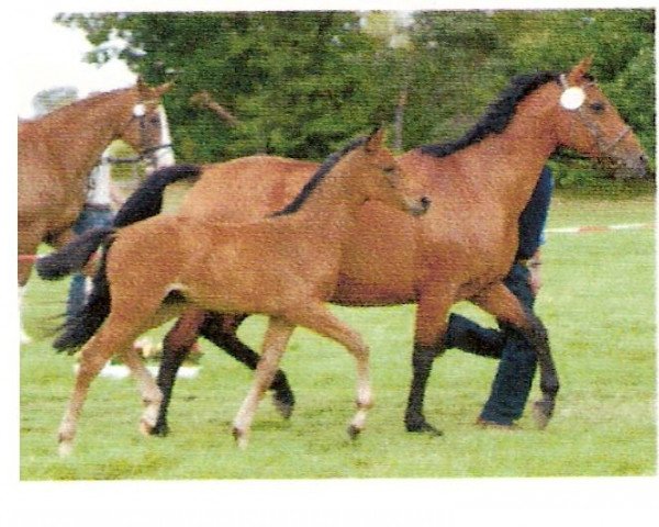 broodmare Marilen (Oldenburg, 1988, from Noble Roi xx)