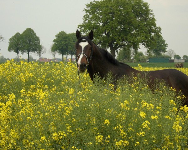 dressage horse Omero (Trakehner,  , from Freudenfest)