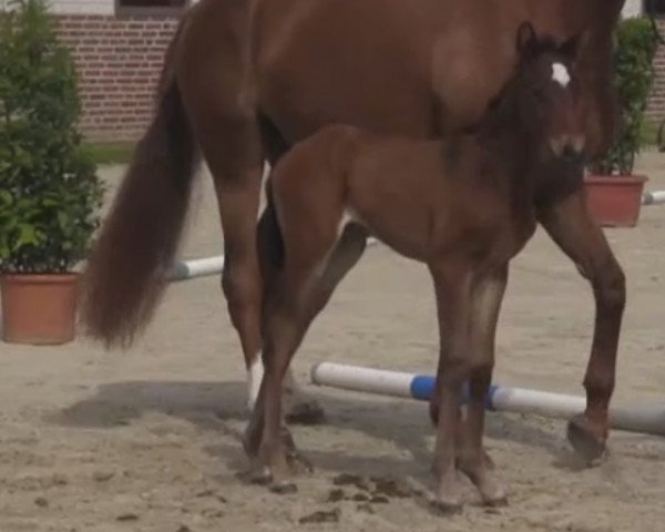 dressage horse Stute von Vancouver L (Westphalian, 2014, from Vancouver L)