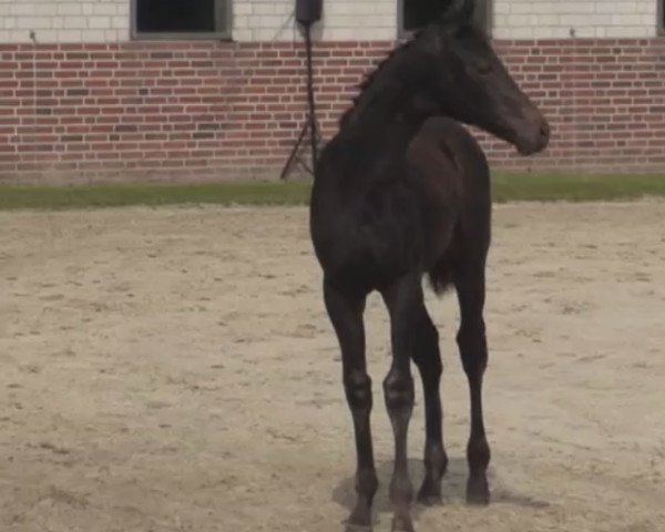 jumper Fohlen von Dibadu L (Westphalian, 2014, from Dibadu L)