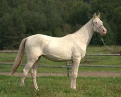 broodmare Saryyagyz (Akhal-Teke, 2008, from Kuvvatli)