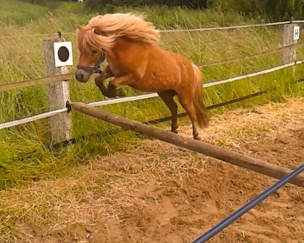 horse Evita v.d. Wepsehoeve (Shetland pony (under 87 cm), 2011, from Zenzo v.d. Menger)