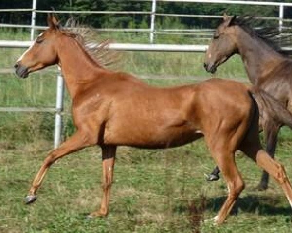 horse Paleana (Akhal-Teke, 2007, from Gunesch)