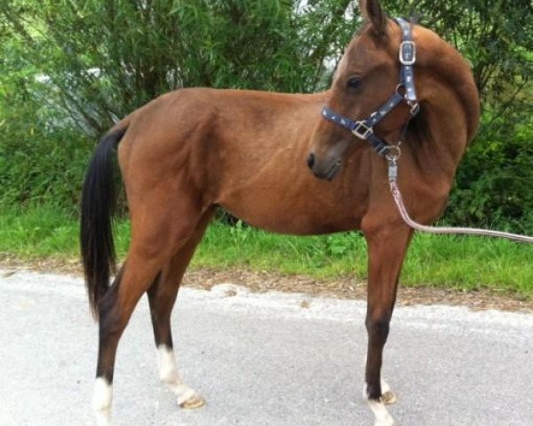 horse Gelecek (Akhal-Teke, 2010, from Garson)