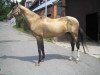 stallion Gunesch (Akhal-Teke, 1988, from Kerzi)