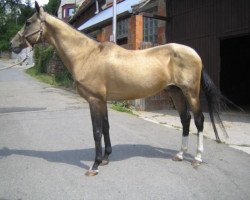 stallion Gunesch (Akhal-Teke, 1988, from Kerzi)