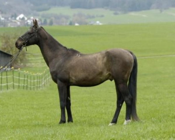 stallion Arshin (Akhal-Teke, 1991, from Polot)