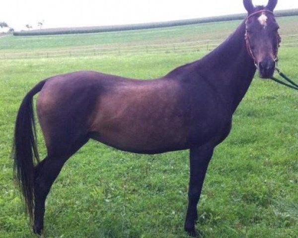 broodmare Parihan (Akhal-Teke, 1993, from Lovkii 3)