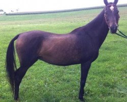 broodmare Parihan (Akhal-Teke, 1993, from Lovkii 3)