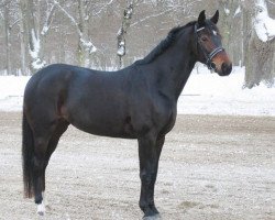 broodmare Giselle G (Oldenburg, 1997, from Donnerhall)