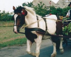 Deckhengst Miraz I (Polnisches Warmblut, 1999, von Agar)