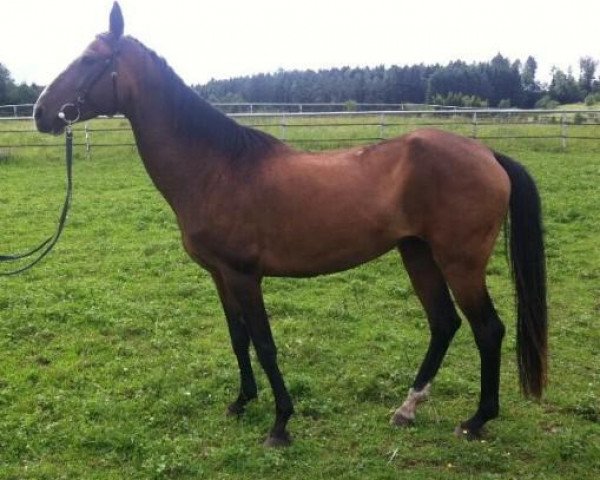 broodmare Anauli (Akhal-Teke, 2003, from Olafhan)