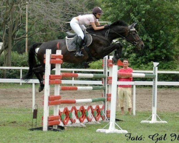 Zuchtstute Lady Christine (Ungarisches Warmblut, 1995, von Lucky Lionell)