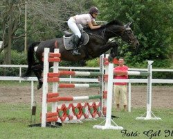 Zuchtstute Lady Christine (Ungarisches Warmblut, 1995, von Lucky Lionell)