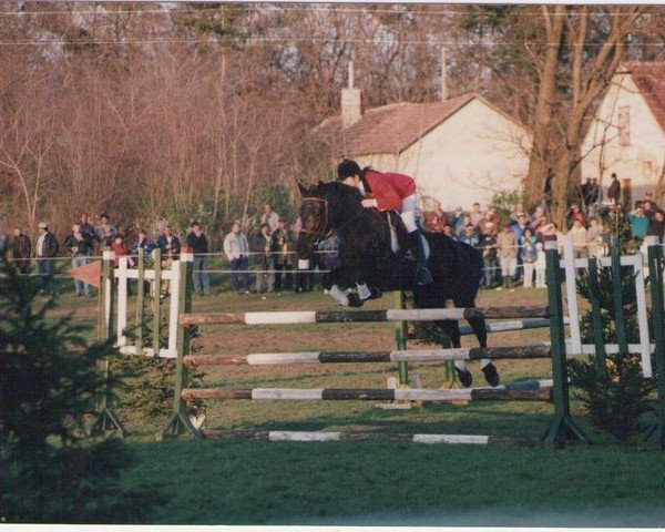 Zuchtstute CSINOS (Ungarisches Warmblut, 1975, von Aldato-187)