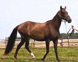 broodmare Kichidjik (Akhal-Teke, 1996, from Perhat)