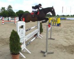 jumper Cantos B (German Sport Horse, 2004, from Cardenio)