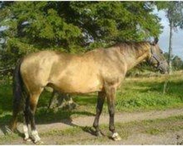 broodmare Alma 11 (Akhal-Teke, 1988, from Agnets 10)